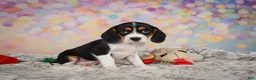 Beaglier dogs for sale: Bailey - Ad 3