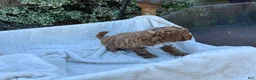 Toy Poodle dogs for sale: Gabi - Ad 12
