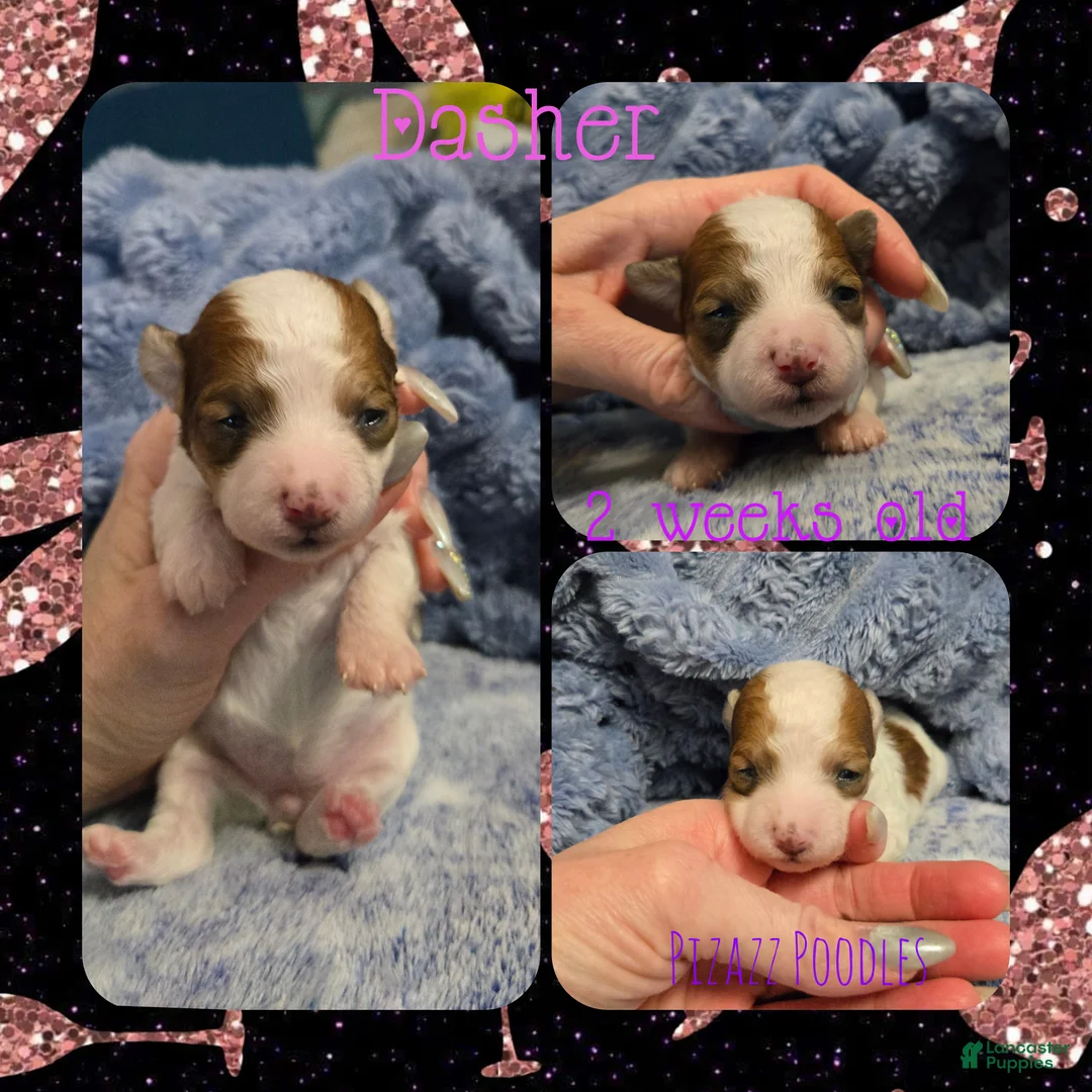 Miniature Poodle dogs for sale: Dasher - Ad 6