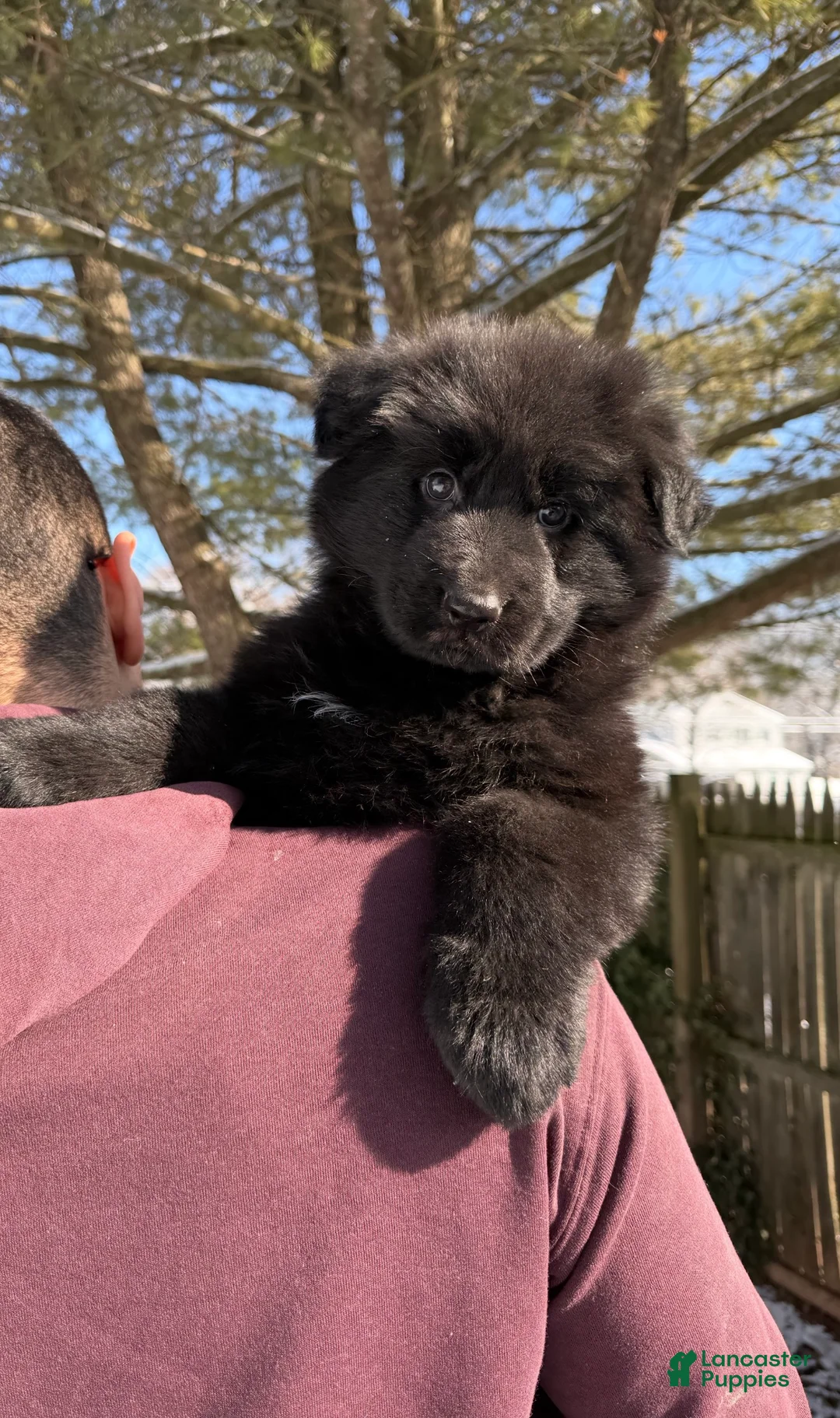 German Shepherd dogs for sale: Stormi - Ad 5