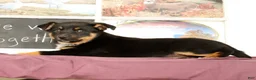 Mixed Breed dogs for sale: Trent - Ad 4