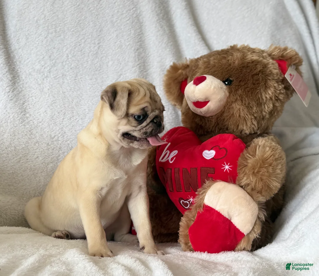 Pug dogs for sale: Poppy - Ad 5