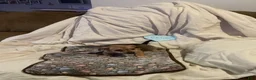 Chihuahua dogs for sale: Chihuahua 3 - Ad 2