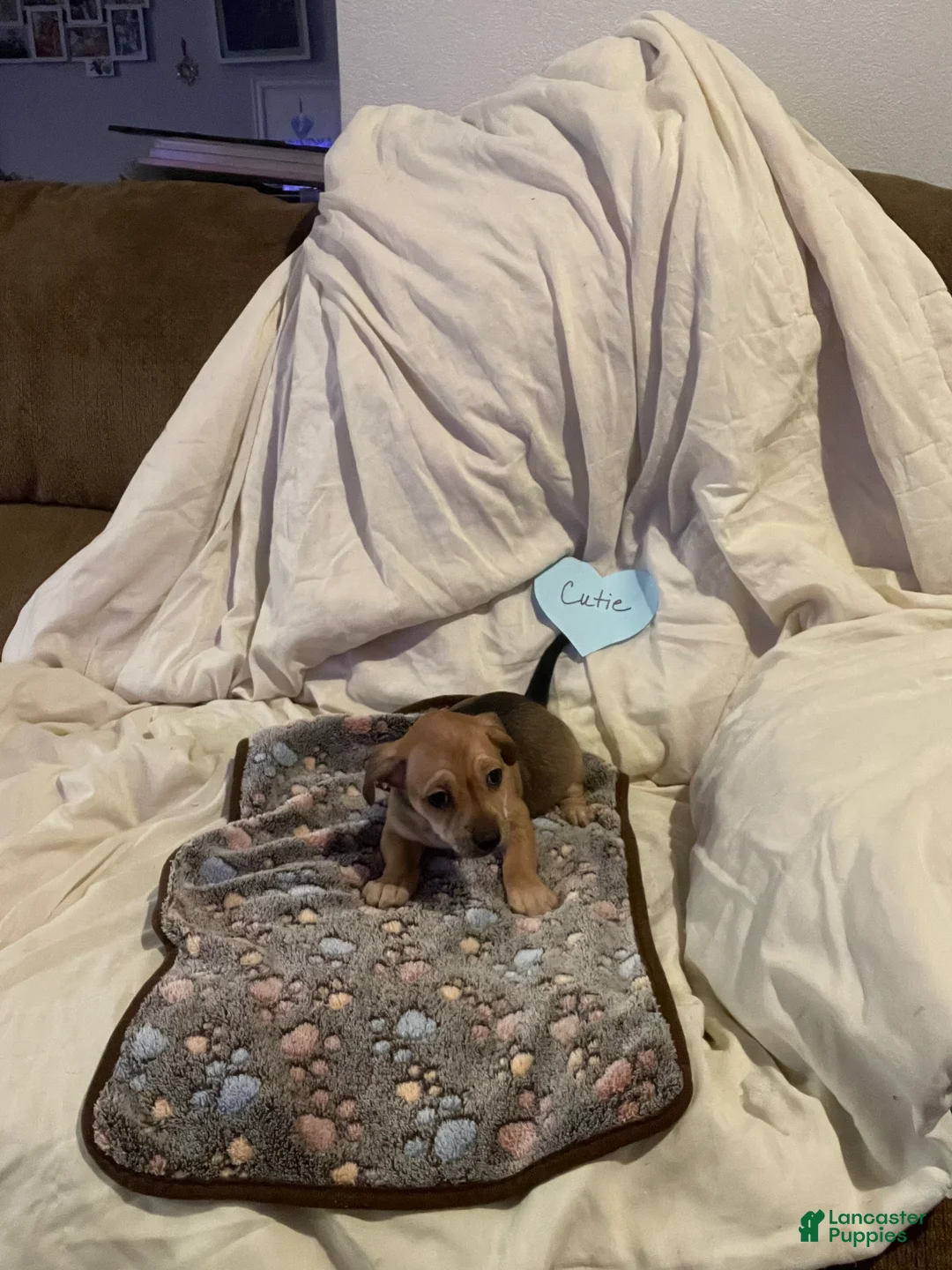 Chihuahua dogs for sale: Chihuahua 3 - Ad 2