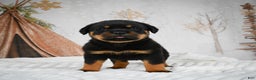 Rottweiler dogs for sale: Kara - Ad 10