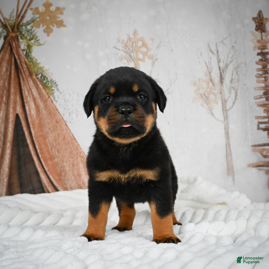Rottweiler dogs for sale: Kara - Ad 10
