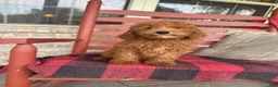 Miniature Labradoodle dogs for sale: Goldie - Ad 2
