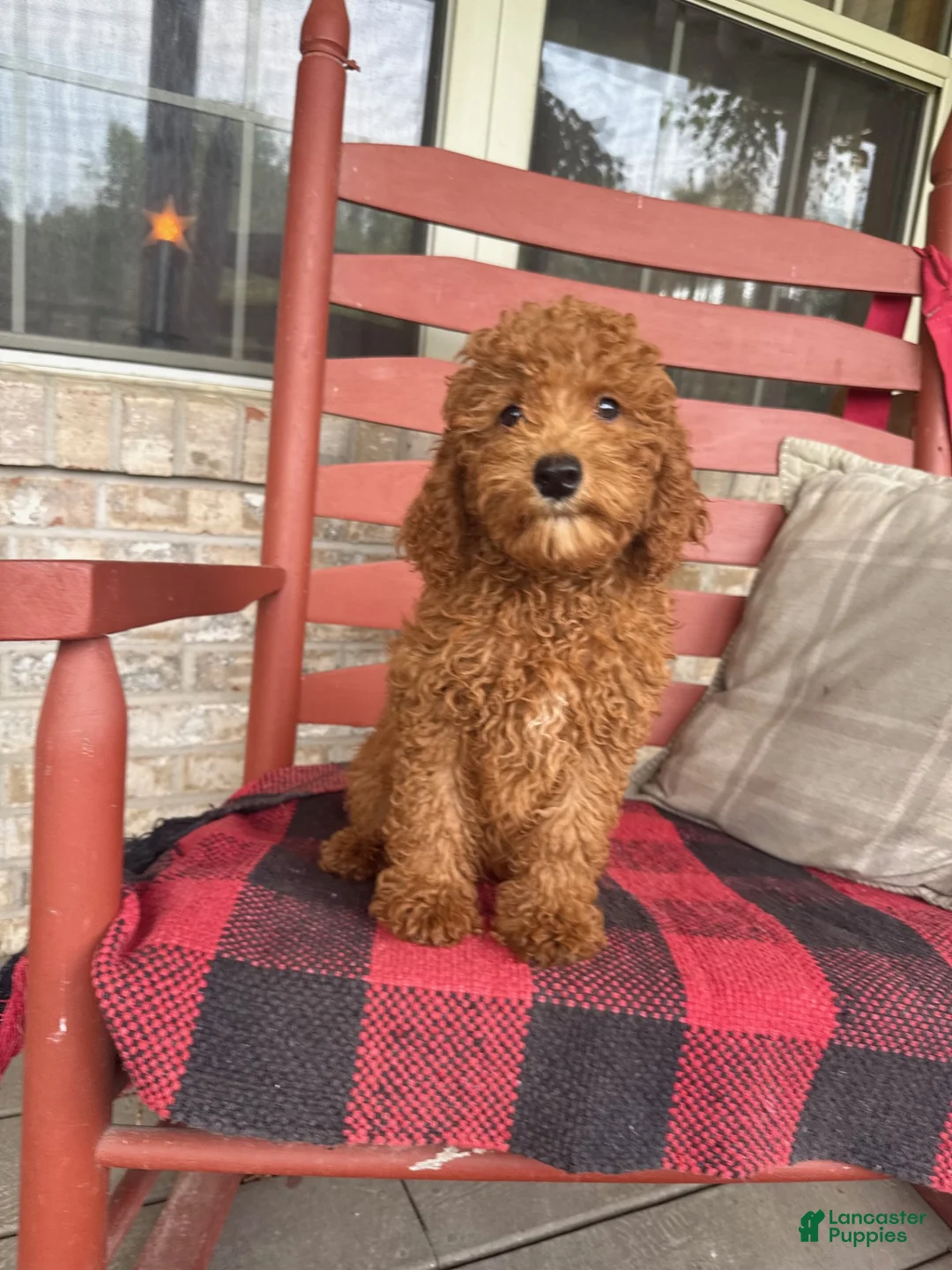 Miniature Labradoodle dogs for sale: Goldie - Ad 2