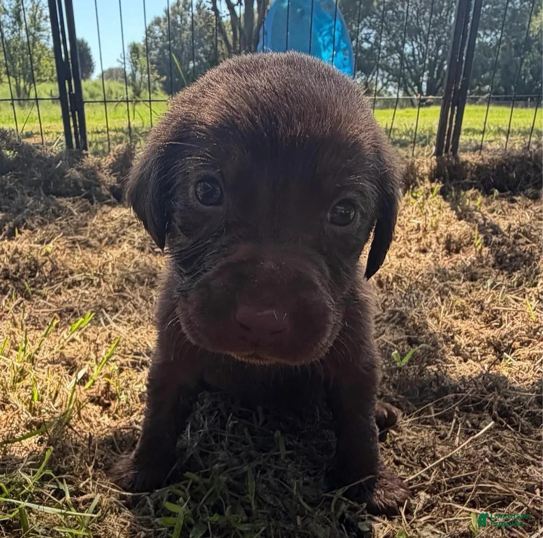 Labrador Retriever dogs for sale: Leon - Ad 1