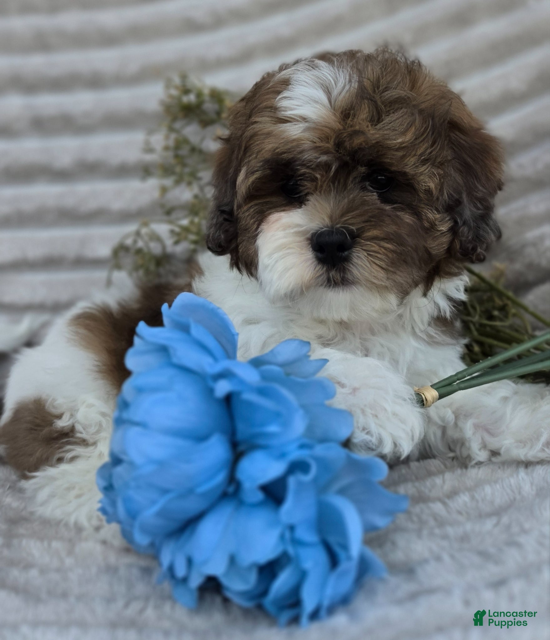 Shihpoo dogs Chief - Ad 2