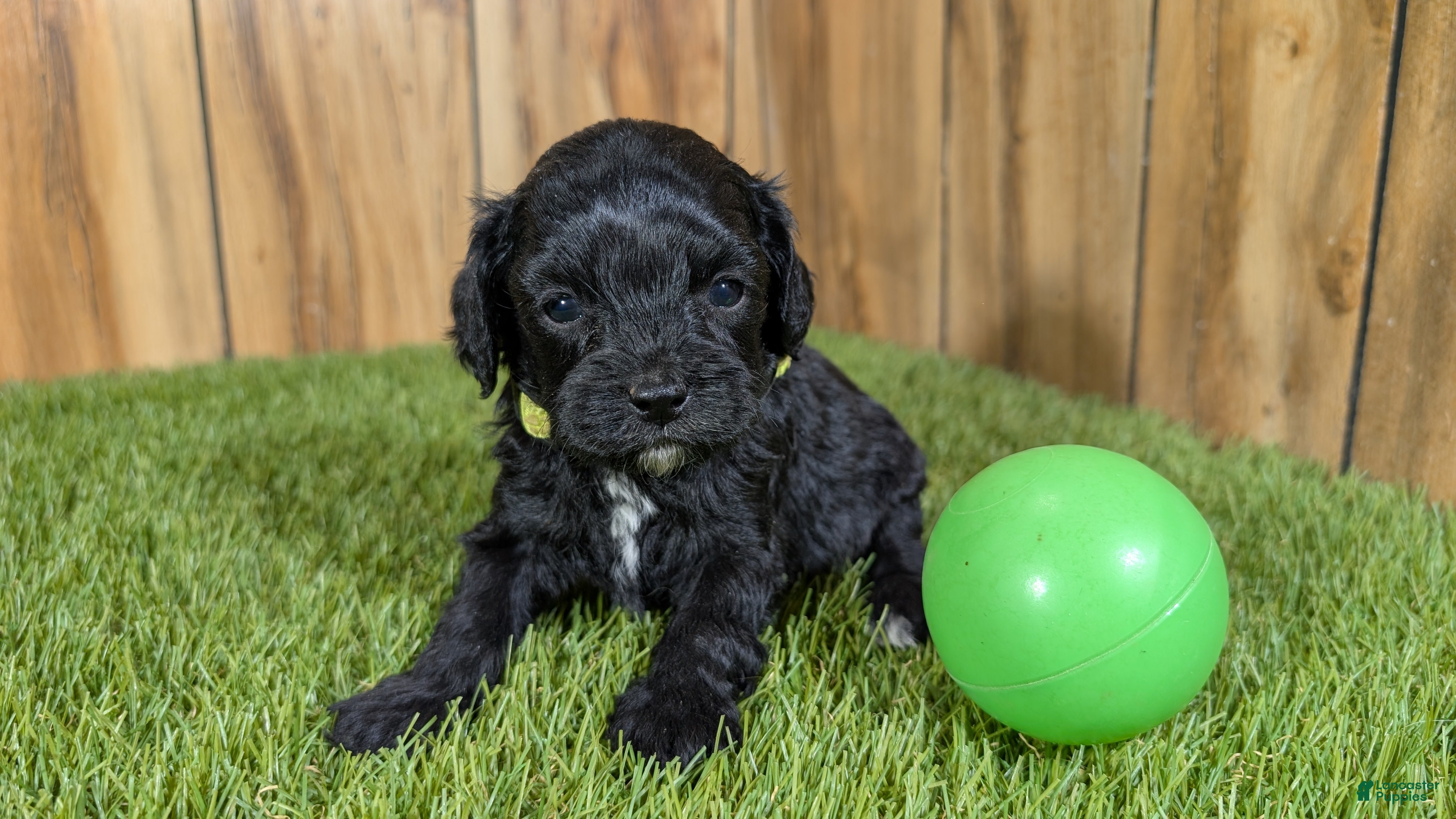 Cavapoo dogs Francis Boy 1 - Ad 21