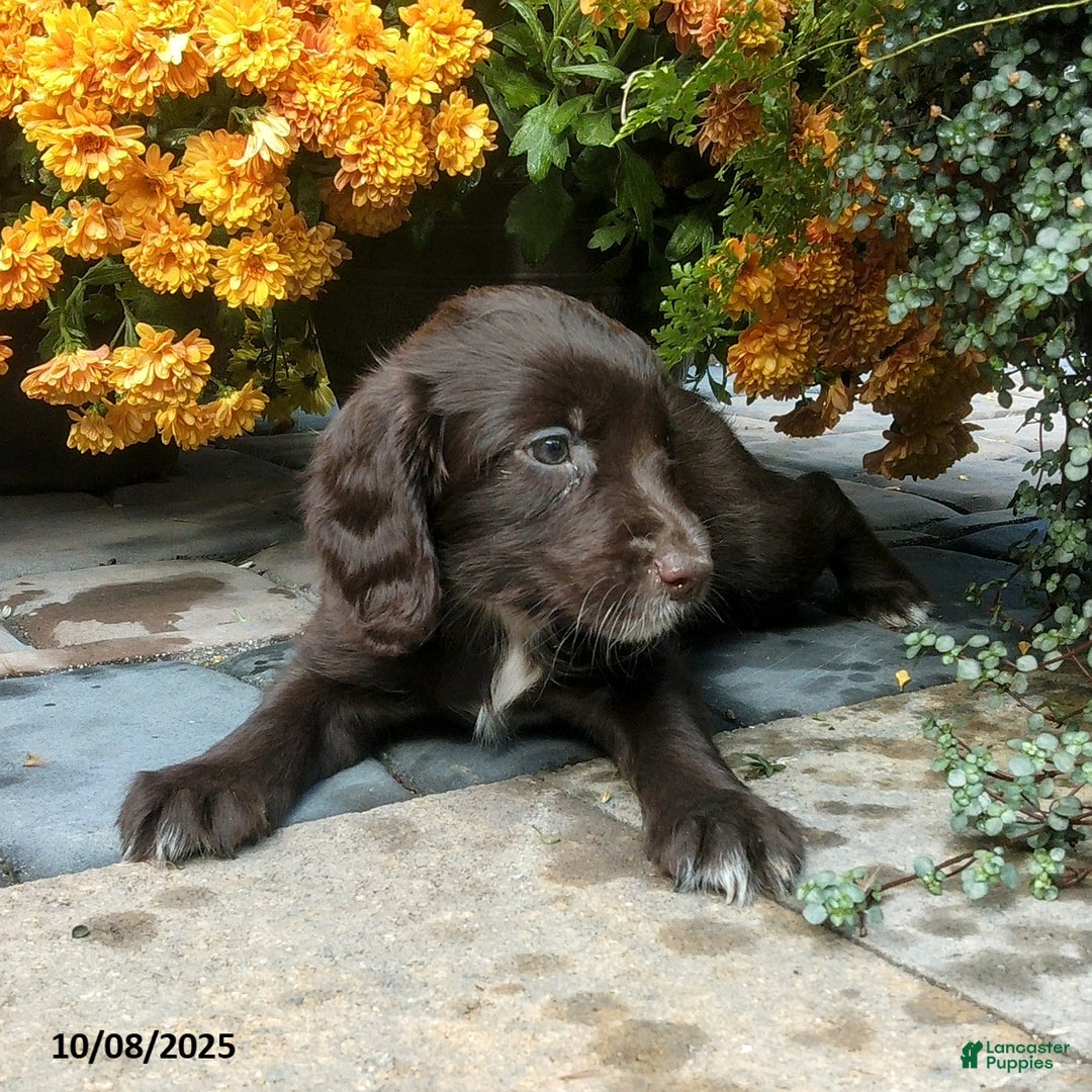 English Cocker Spaniel dogs for sale: Dallas - Ad 11