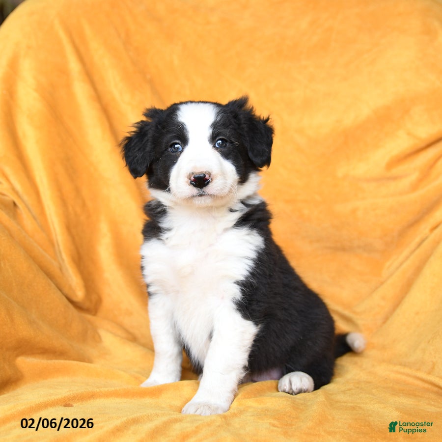Border Collie dogs Wafer - Ad 40