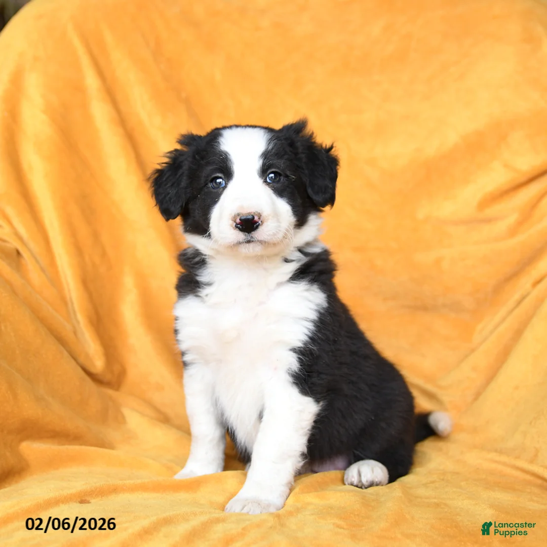 Border Collie dogs for sale: Wafer - Ad 1