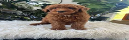 Mini Goldendoodle dogs for sale: Amelia  - Ad 5