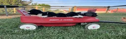 Newfoundland dogs for sale: Midnight❤️AKC Genetic Health Tested❤️Schedule a playdate - Ad 5