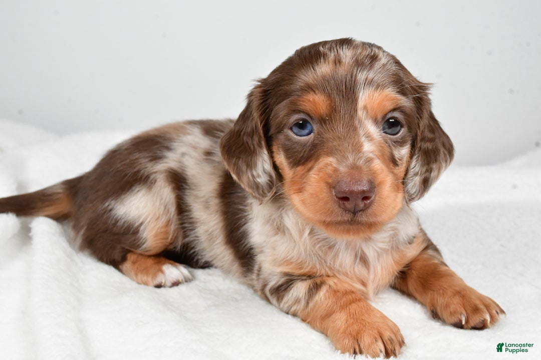 Miniature Dachshund dogs for sale: Casey  - Ad 1