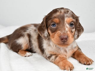 Miniature Dachshund dogs Casey - Ad 37