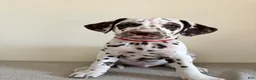 Dalmatian dogs for sale: Dalmatian Puppy 1 - Ad 1