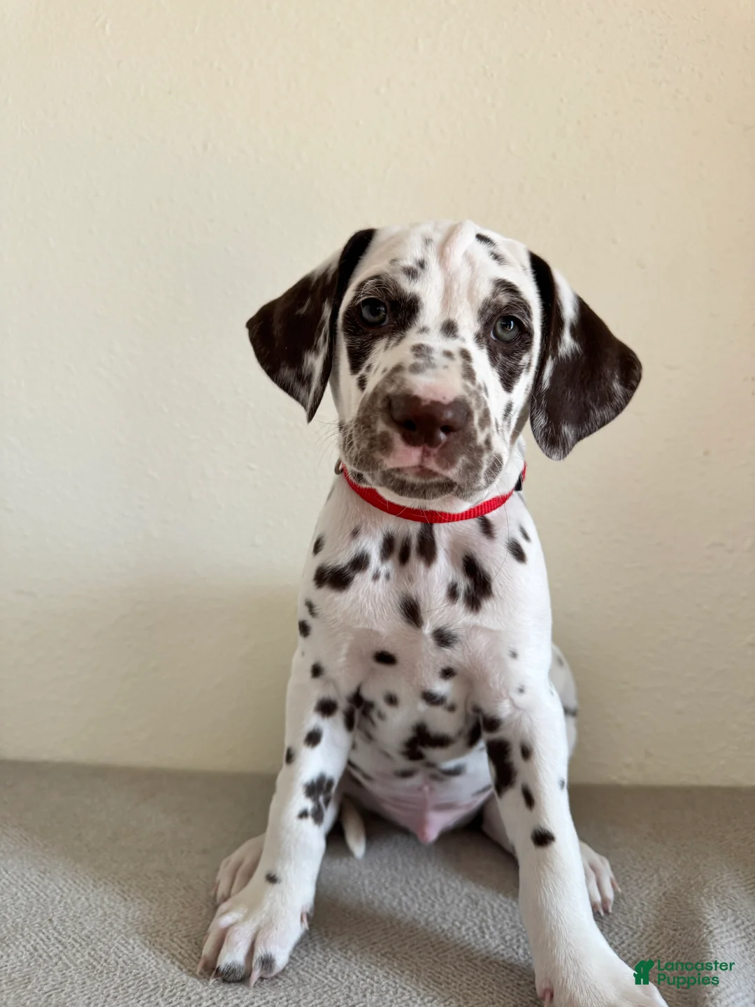 Dalmatian dogs for sale: Dalmatian Puppy 1 - Ad 1