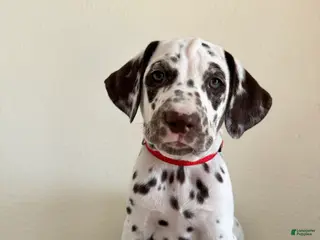 Dalmatian dogs Dalmatian Puppy 1 - Ad 4