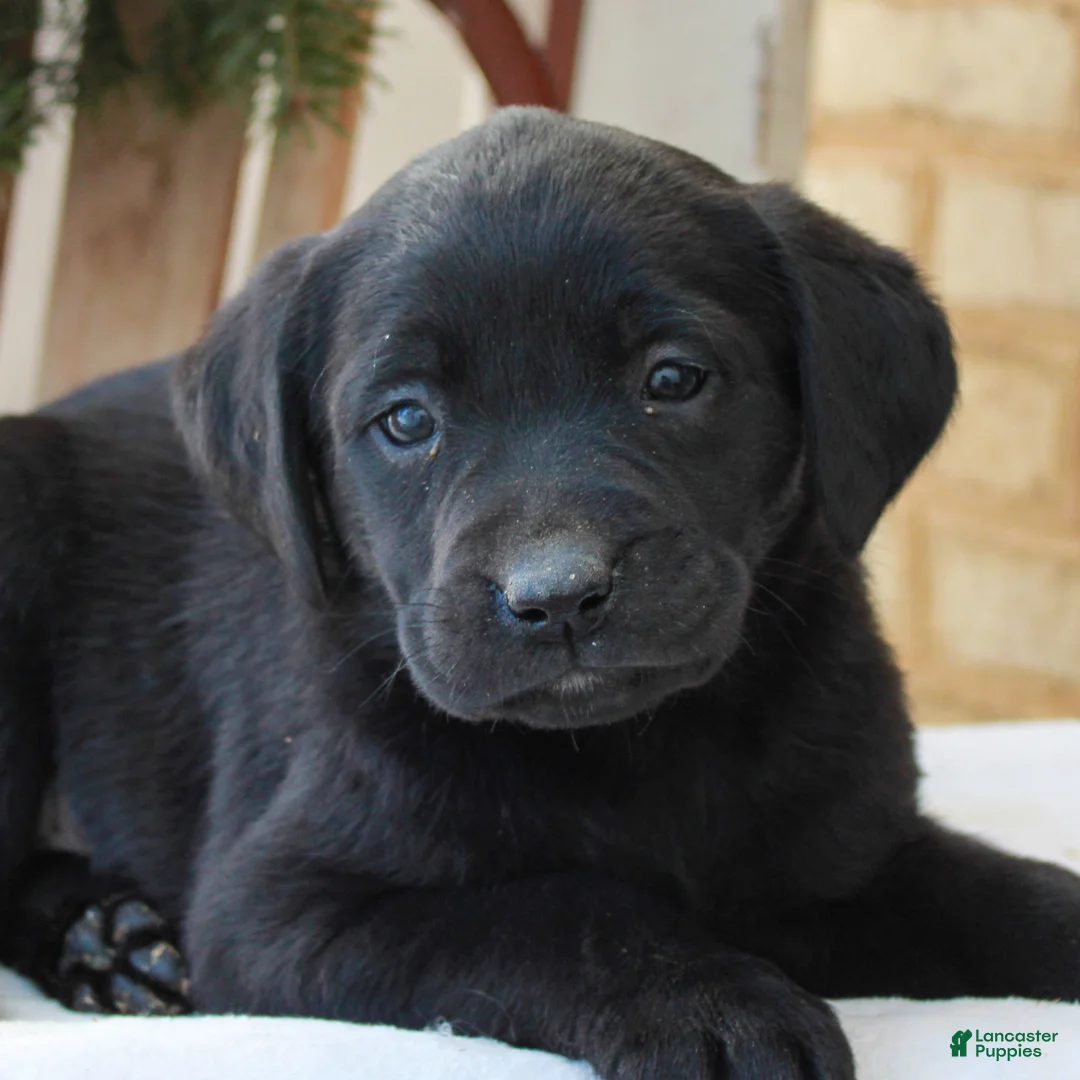 Labrador Retriever dogs for sale: Bailey  - Ad 1