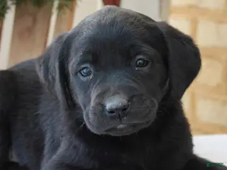 Labrador Retriever dogs Bailey - Ad 10