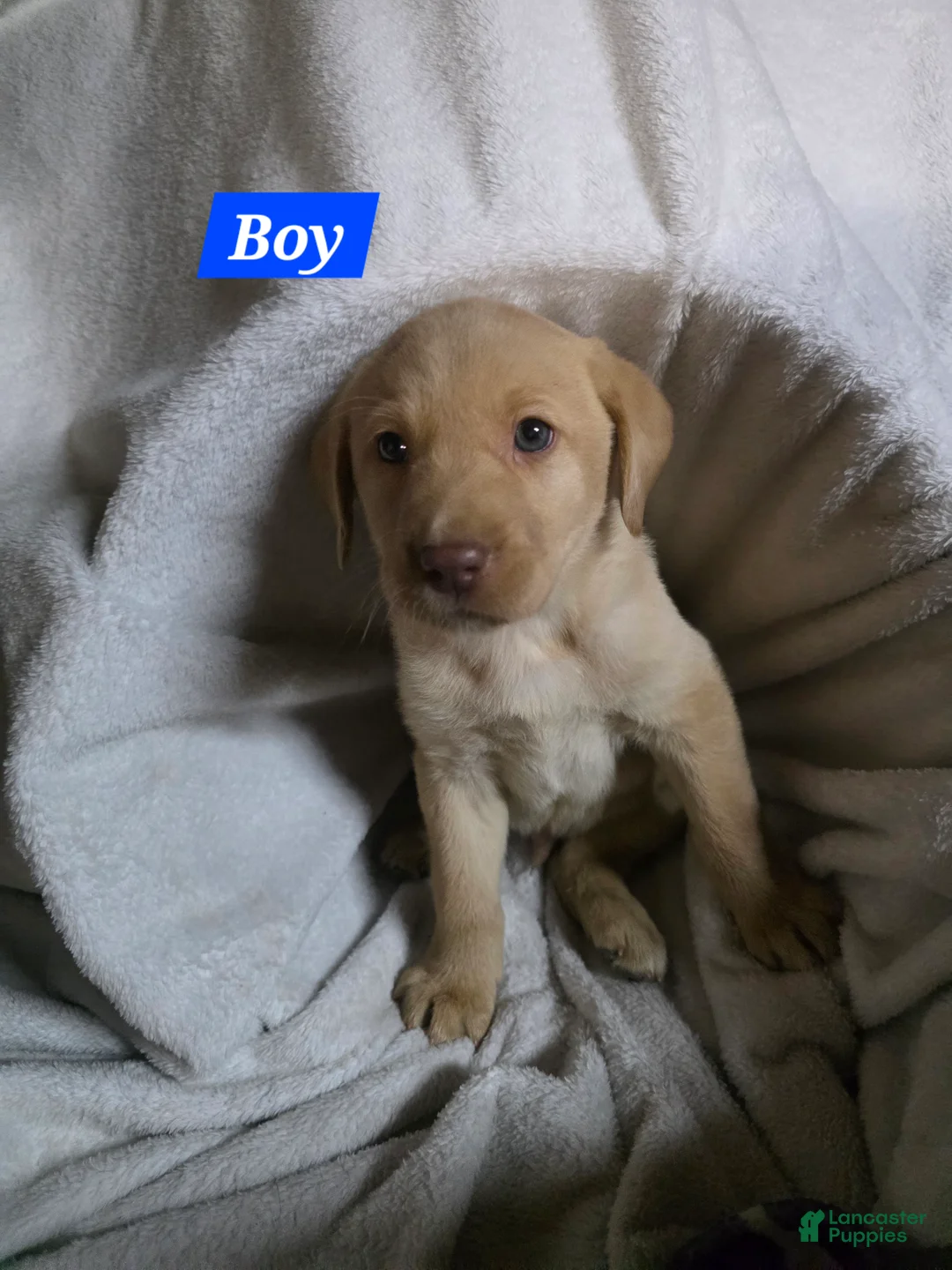 Labrador Retriever dogs for sale: Labrador Retriever Puppy 1 - Ad 1