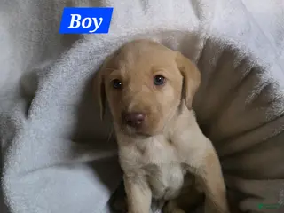 Labrador Retriever dogs Labrador Retriever Puppy 1 - Ad 33