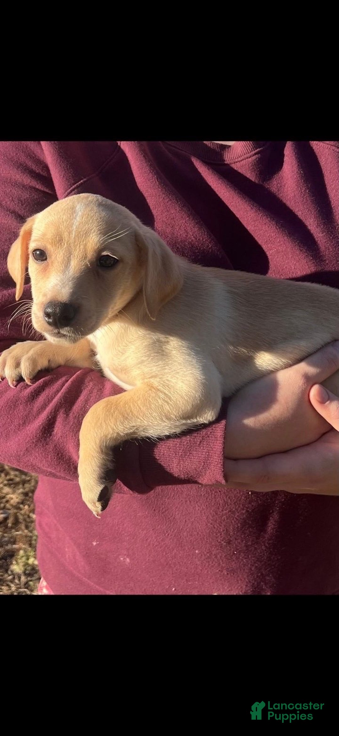 Mixed Breed dogs for sale: Cooper - Ad 4