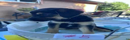 Mixed Breed dogs for sale: Alfa - Ad 7
