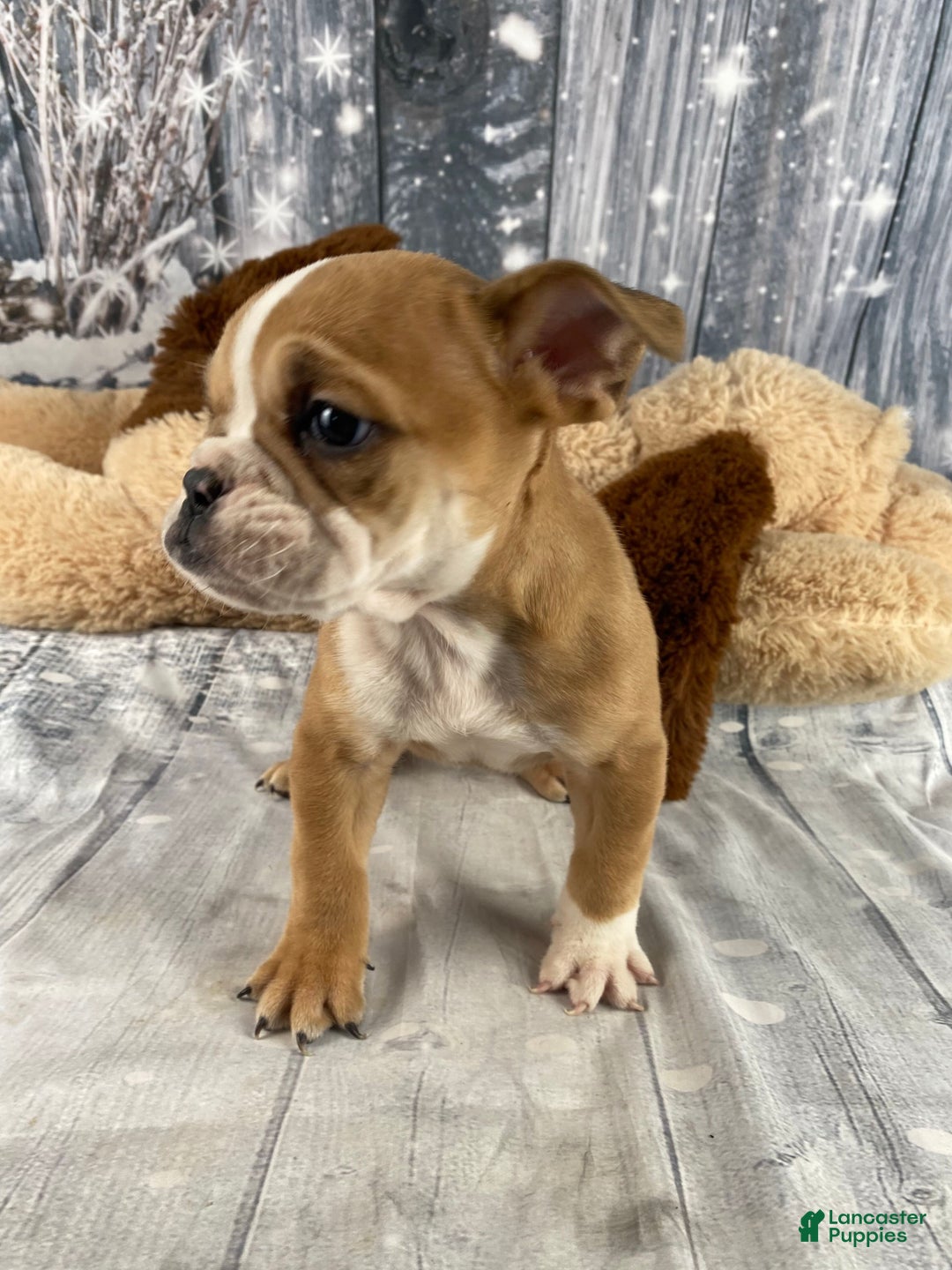 English Bulldog dogs for sale: Cody - Ad 8