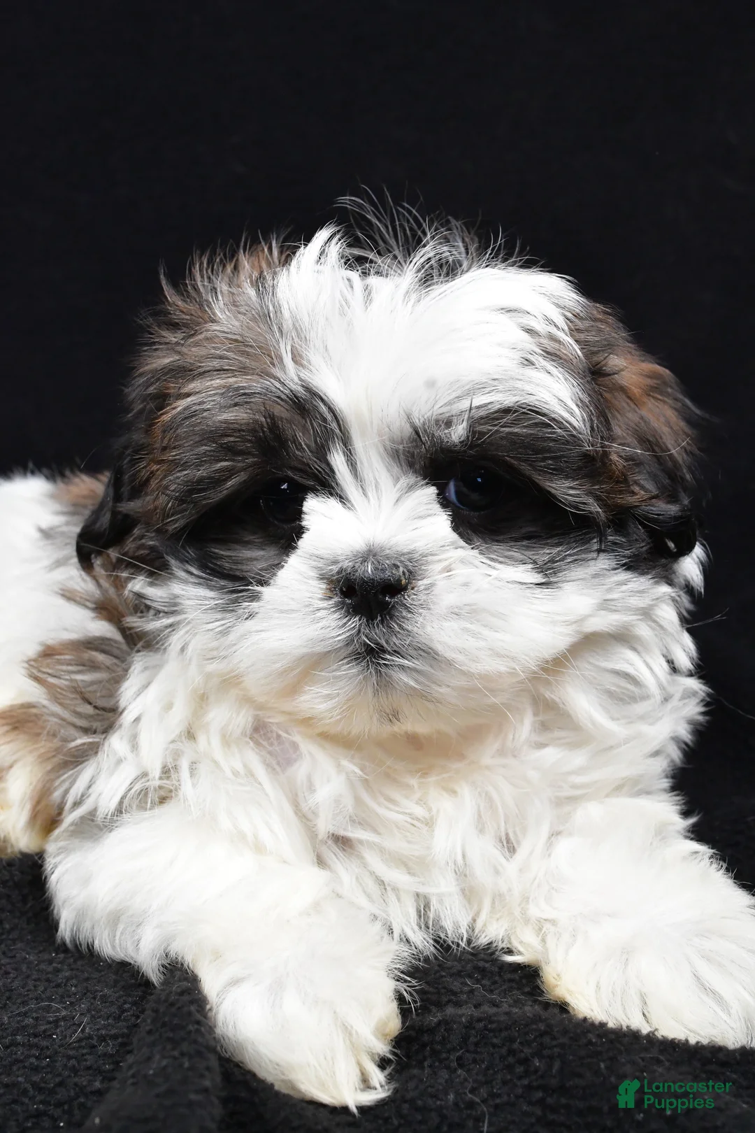 Teddy Bear dogs for sale: Echo - Ad 3