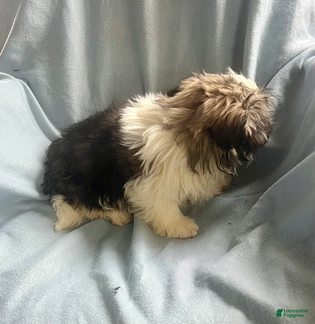 Shih Tzu dogs for sale: Teddy-Boy - Ad 7