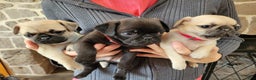 Pug dogs for sale: Ryker - Ad 8