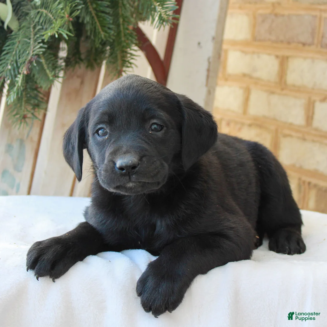 Labrador Retriever dogs for sale: Bailey  - Ad 2