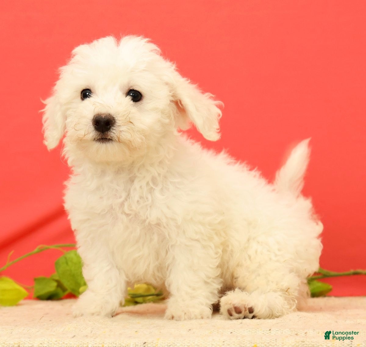 Bichon Frise dogs for sale: Easton - Ad 2