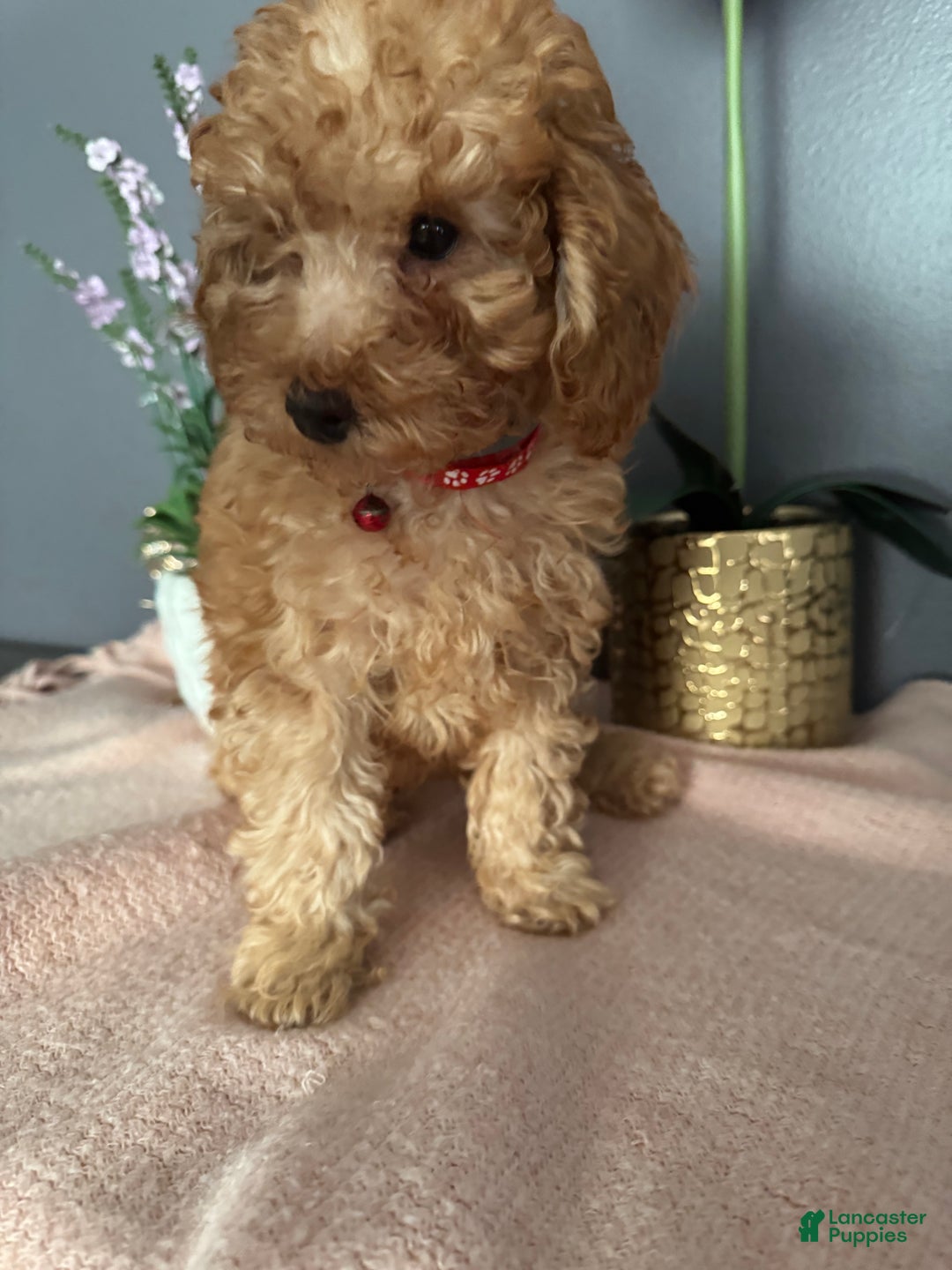 Miniature Poodle dogs for sale: Miniature Poodle Poppy - Ad 9