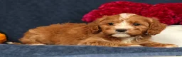 Cavapoo dogs for sale: Pixel - Ad 6