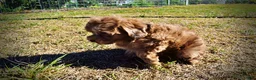 Havapoo dogs for sale: Porsha - Ad 26