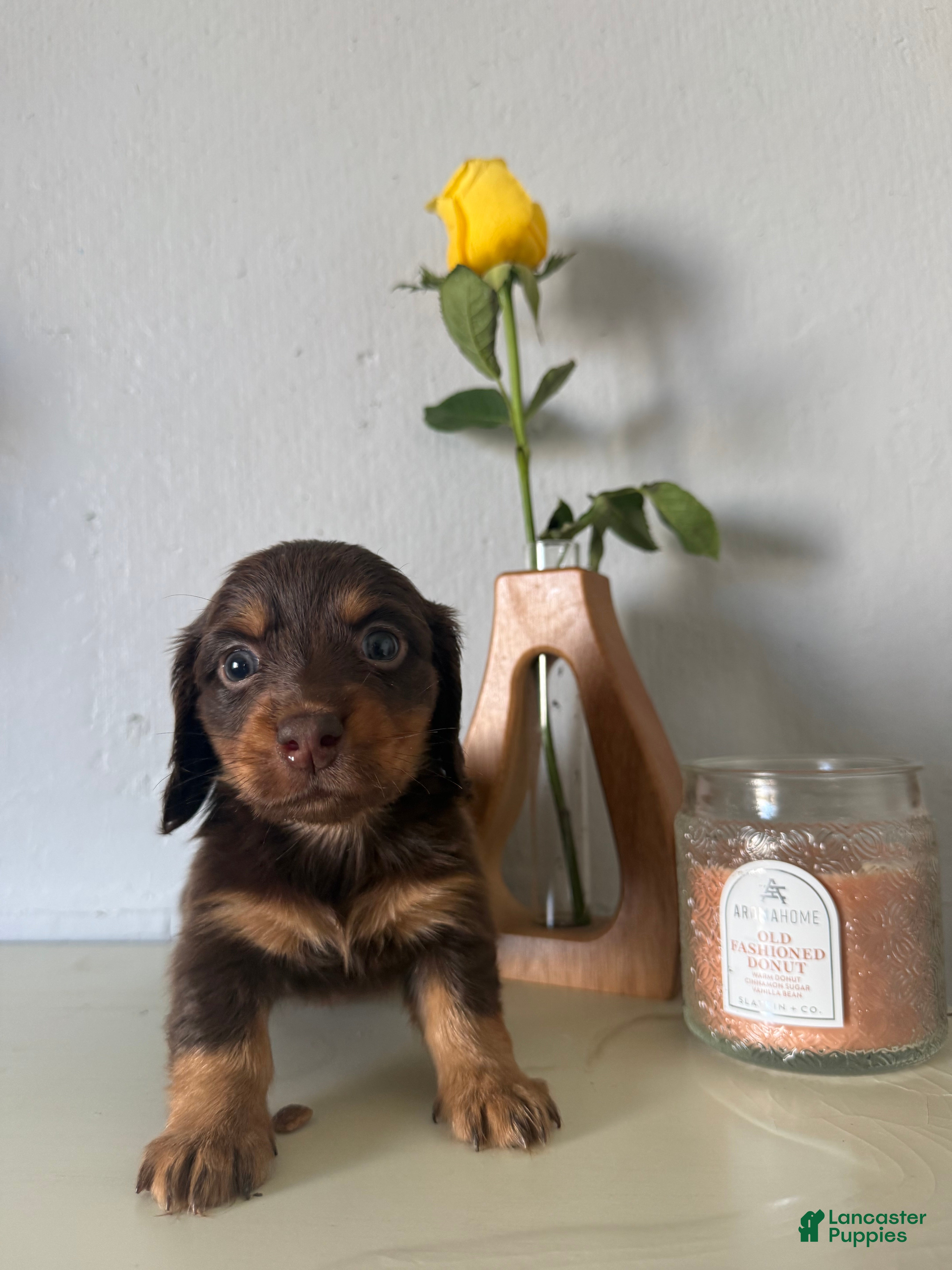 Miniature Dachshund dogs for sale: Milo - Ad 2