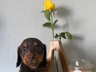 Miniature Dachshund dogs for sale: Milo - Ad 2