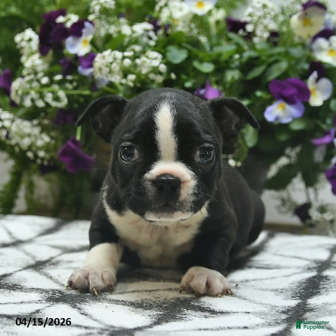 Boston Terrier dogs for sale: Mia  - Ad 2