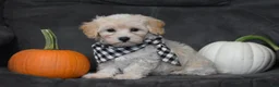 Maltipoo dogs for sale: Mia - Ad 8