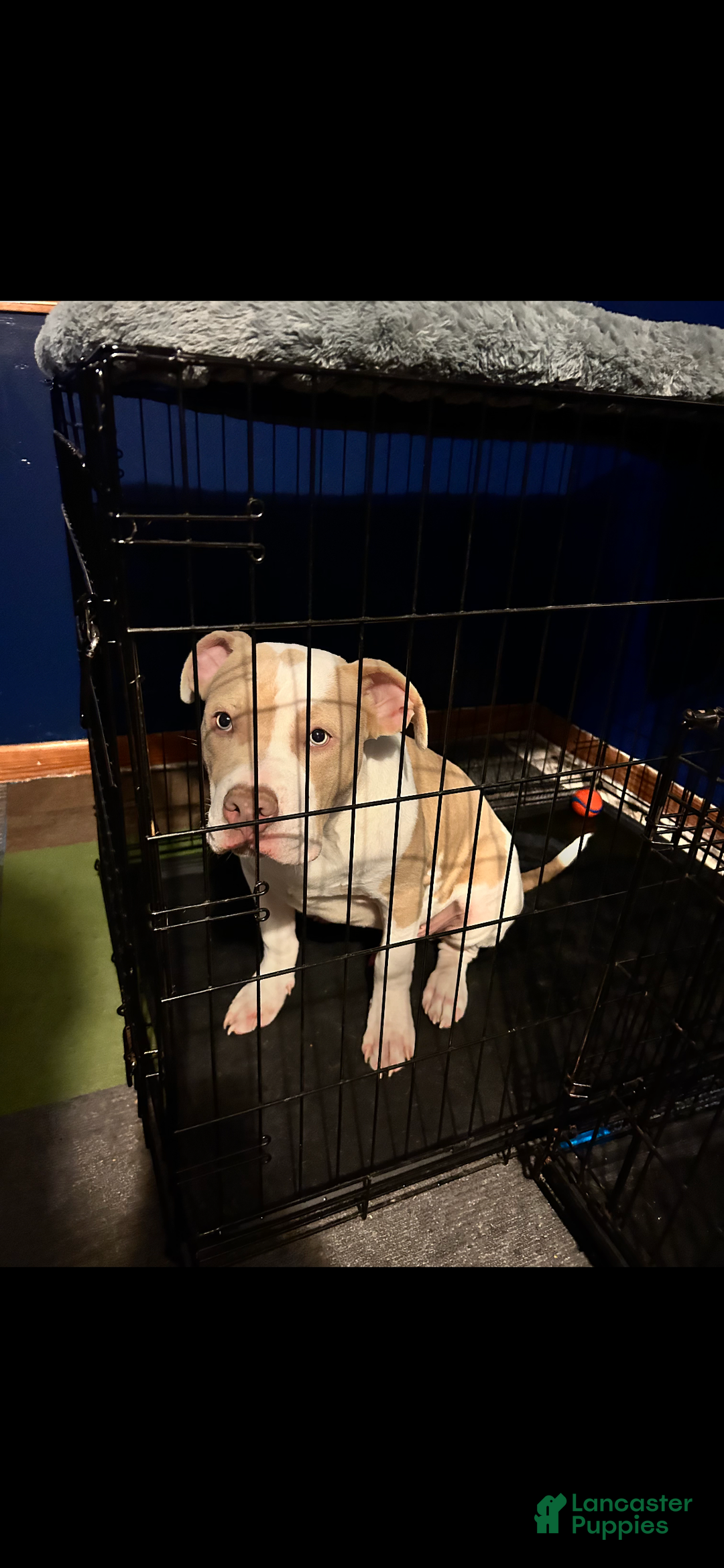 American Bully dogs for sale: Benny - Ad 10