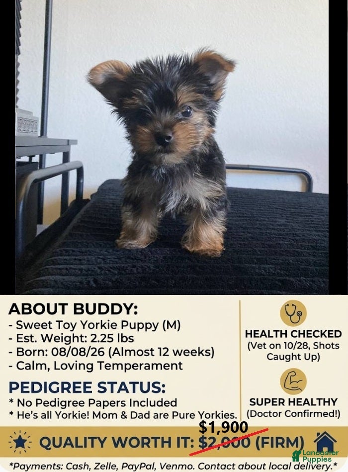 Yorkshire Terrier dogs for sale: Buddy - Ad 1