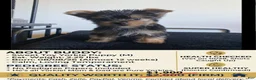 Yorkshire Terrier dogs for sale: Buddy - Ad 1