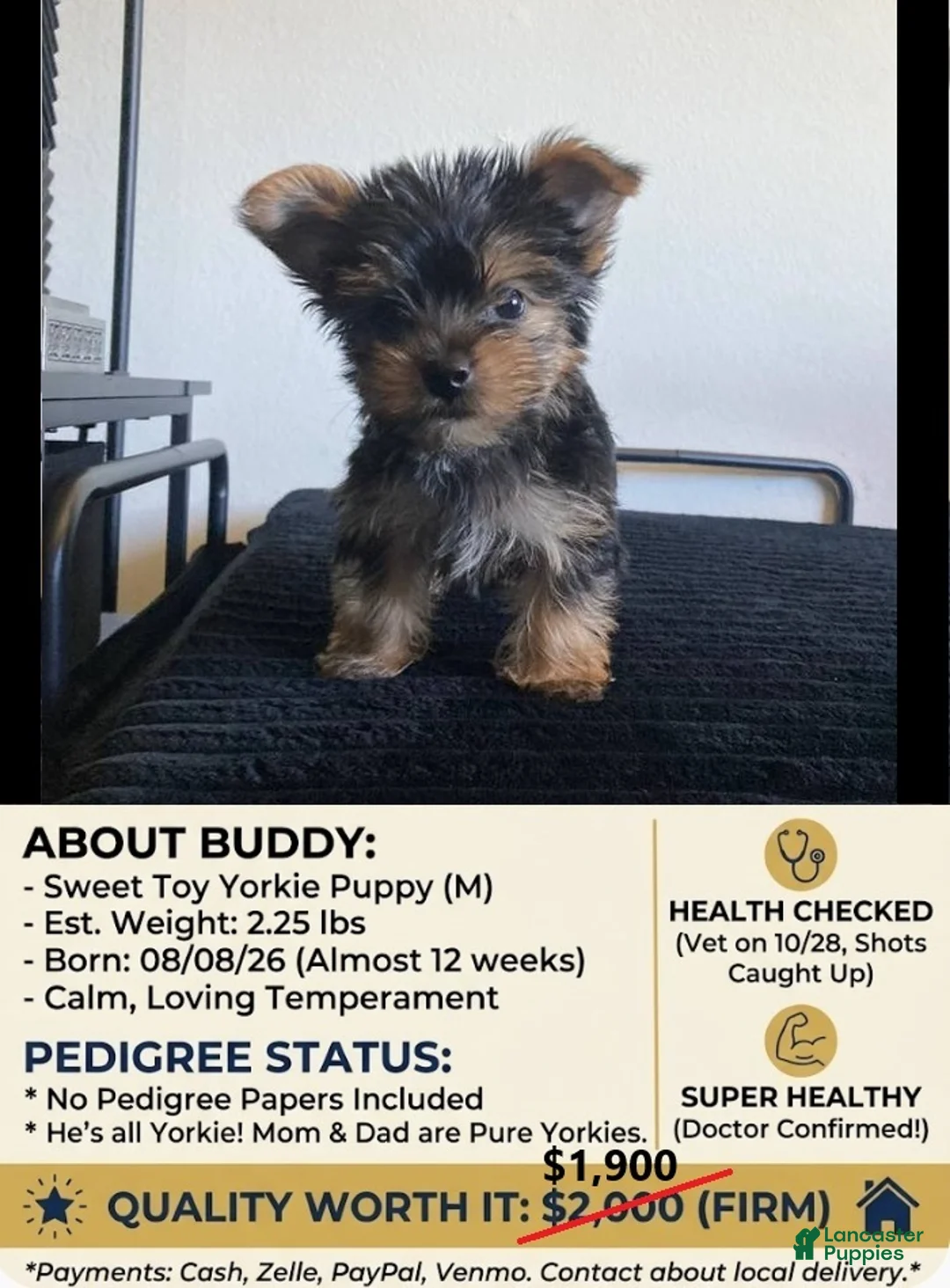 Yorkshire Terrier dogs for sale: Buddy - Ad 1