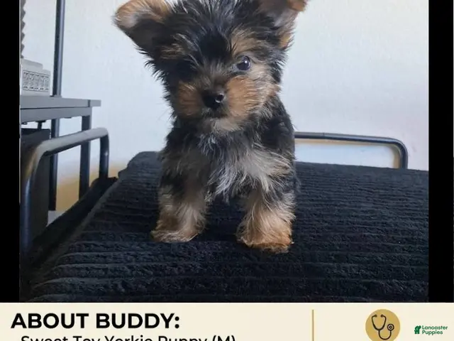 Yorkshire Terrier dogs for sale: Buddy - Ad 1