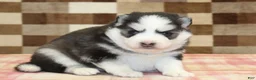 Pomsky dogs for sale: Missy - Ad 1